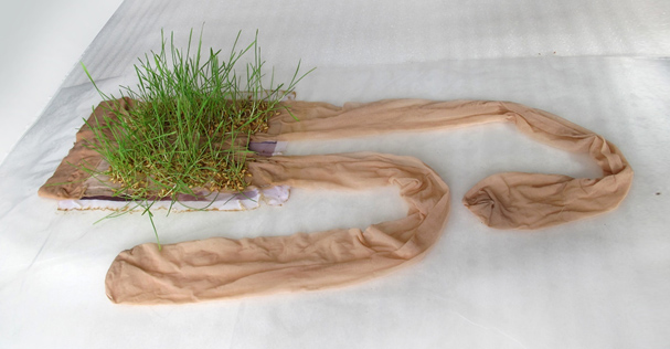 Pooneh Oshidari , Far from Home, Paris 2018, growing wheat on Maral's pantyhose. This project deals with “Time”, “Home” and “immigration” and asks; “how would memories and meaning of Home change during the Time”