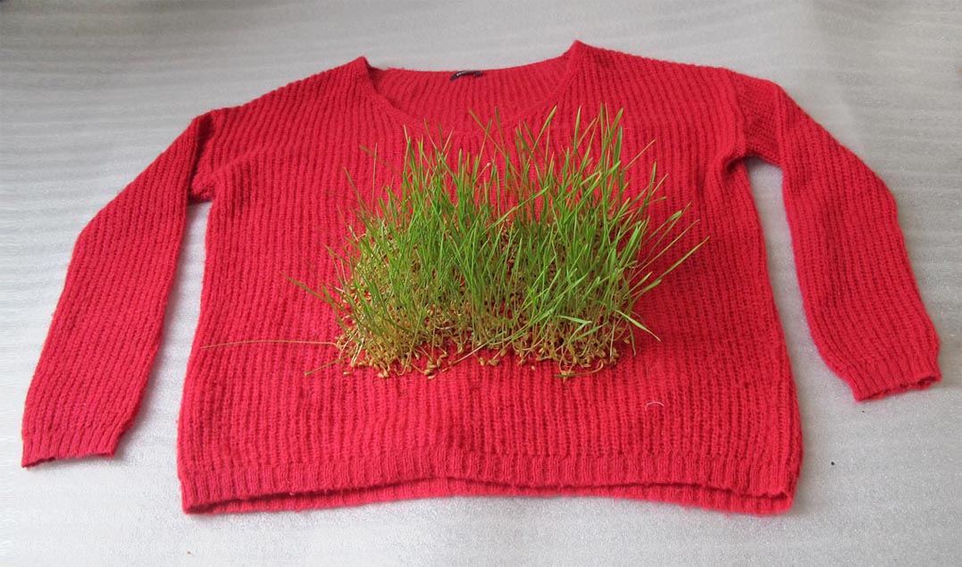 Pooneh Oshidari , Growing wheat on Tirdad's pullover. Tirdad is an immigrant who is living in Paris since 4 years ago. Her previous home image in Tehran, is attached to the other side of this pullover.