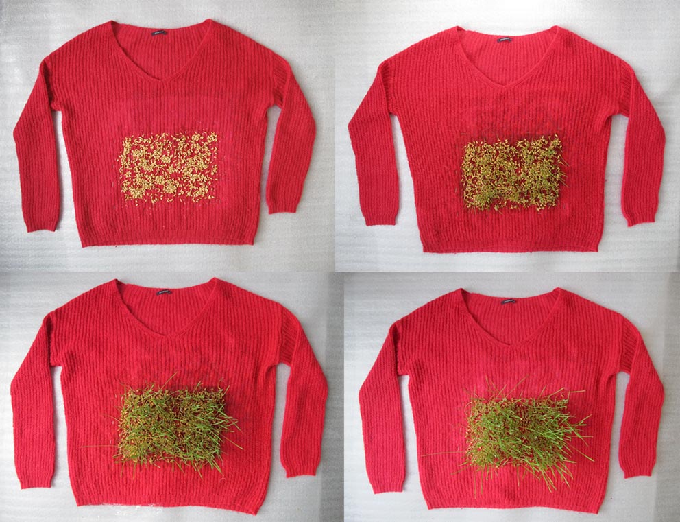 Pooneh Oshidari , Process of growing wheat on Tirdad's pullover. Her home image is attached to the other side of the pullover. The process of growing wheat and make roots took 20 days long to be completed.