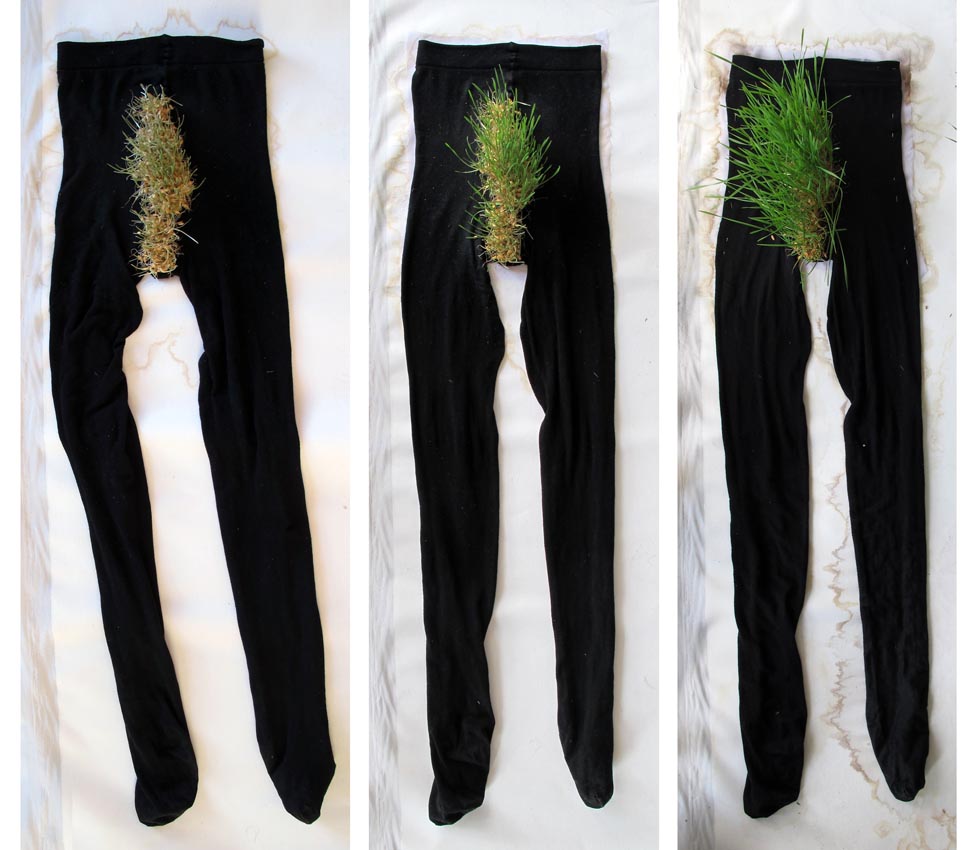 Pooneh Oshidari , Process of growing wheat on Azita's pantyhose. Her previous home image in Tehran is attached to the other side of the pantyhose. Azita is a refugee who left Iran 35 years ago.