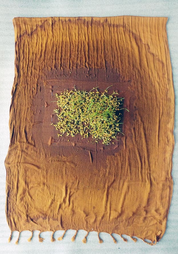 Pooneh Oshidari , Growing wheat on Nasim's scarf. The image of her previous home in Tehran is attached to the other side of the scarf. Nasim moved to Paris at 1995.